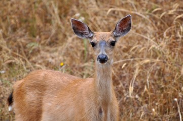 Deer Looking