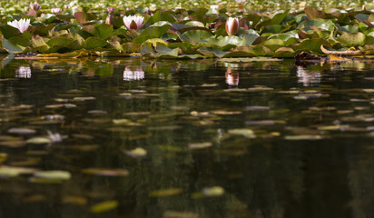 Obraz na płótnie Canvas water lily in pond
