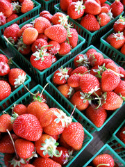 Freshly-picked strawberries in rows of quart baskets