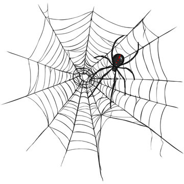 Vector Black Widow Spider on Spider's Web.