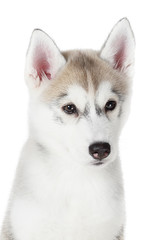 siberian husky small 2 months isolated on white background