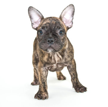 French Bulldog Puppy