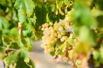 white ripe grapes on vine vineyard countryside ready for harvest