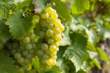 Weinstock, Rebe und Traube