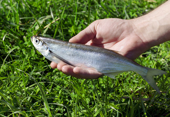 Fish of river Volga Ziege(, Pelecus cultratus)