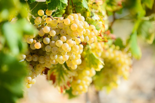 white ripe grapes on vine vineyard countryside ready for harvest