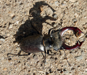 Stag beetle close-up