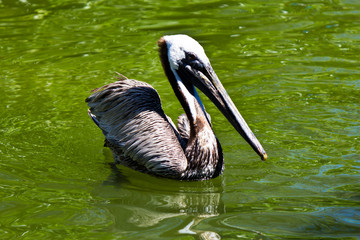 Pelican a large water bird of the Pelecanidae family