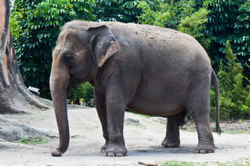 Naklejka na ściany i meble Asian Elephant - Elephas Maximus