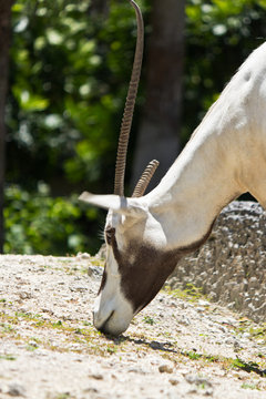 Arabian Oryx - Oryx leucoryx