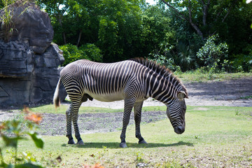 Fototapeta na wymiar Grévy's Zebra - also known as the Imperial Zebra