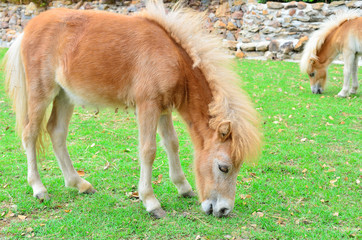 Naklejka na ściany i meble Young horse eat grass at farm