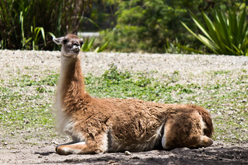 Guanaco - Lama guanicoev © Click Images