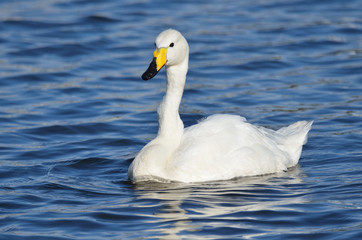 Малый (тундровый) лебедь в водоеме