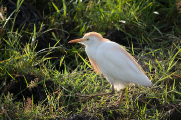 The cattle egret (Bubulcus ibis) Aigrette