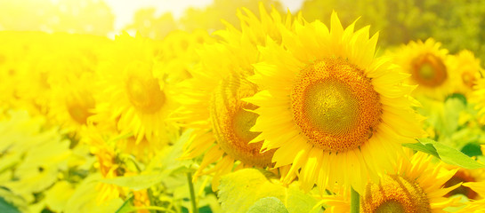 Sunflowers