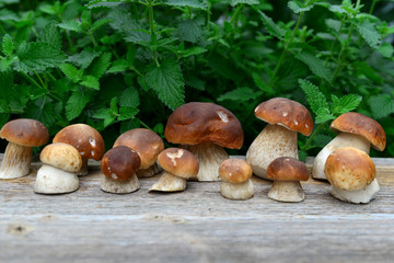 Steinpilze