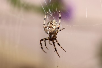 Kreuzspinne im Netz