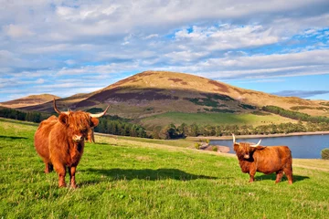 Crédence de cuisine en plexiglas Vache Vache angus des Highlands