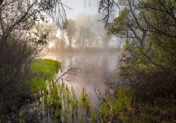 Fototapeta na wymiar the sun's rays penetrating the fog in a pine forest