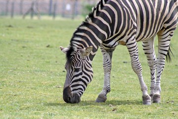Fototapeta na wymiar zebras in a field