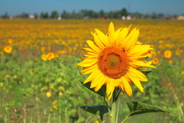 Blooming sunflower