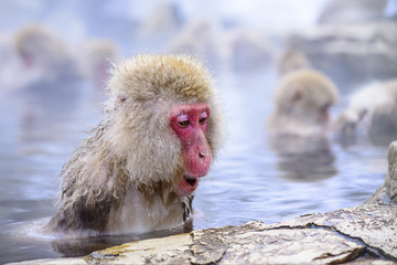 Macaque Snow Monkey in Nagano, Japan