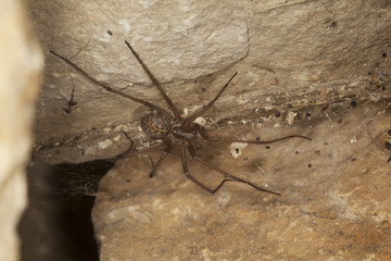 Spinne