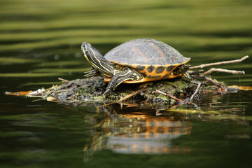 Obraz premium Red-eared Slider, Trachemys scripta elegans
