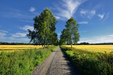 Krajobraz wiejski, polna droga wsród drzew © janmiko