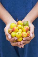 Close Up Of Woman Holding Crab Apples