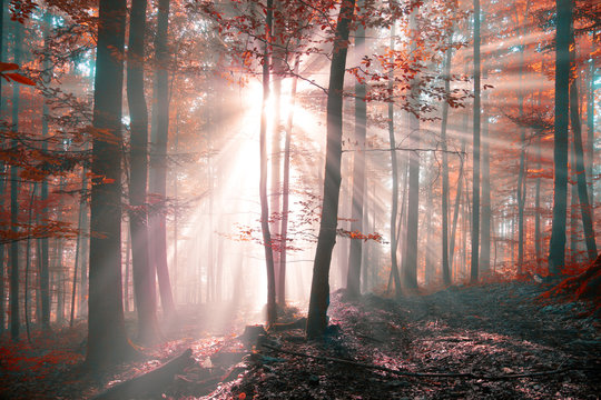 Fantasy sunny autumn forest