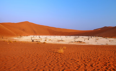 Fototapeta na wymiar Dead valley in Namibia