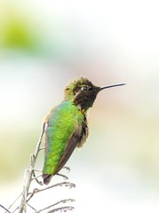 Naklejka premium Anna's hummingbird