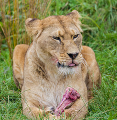 Feeding Lion
