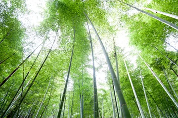 Crédence de cuisine en verre imprimé Bambou foret de bambou