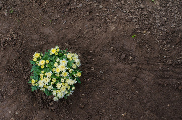 freshly planted aster flowers in dark garden soil