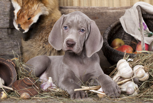 Weimaraner Puppy