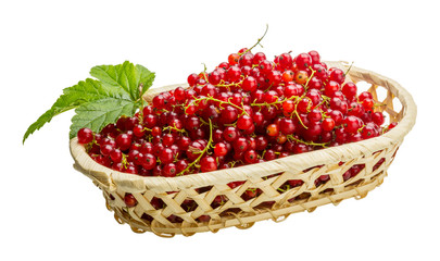 Red currant