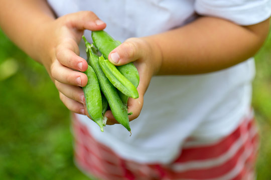 child hands holding pea pods