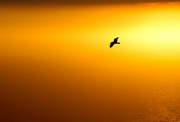 silhouette of seagull at sunset