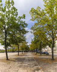 Baumallee am Domplatz in Magdeburg