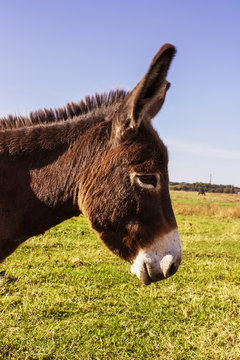 donkey in the field on the sky background