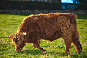 Highland angus cow