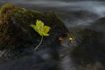 Autumn leaf in water
