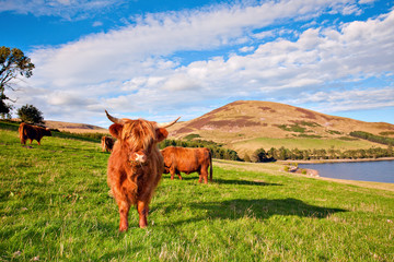 Vache angus des Highlands