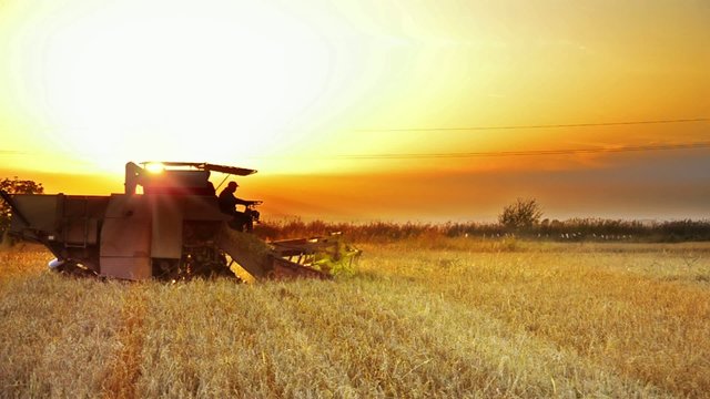 Harvesting at sunset - Stock Video. Combine collecting the crops