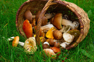 ripe of mushrooms