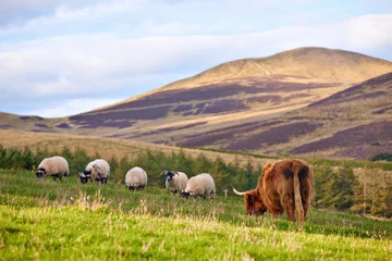 Plaid avec motif Vache Vache angus des Highlands