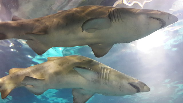 Nadando con Tiburones